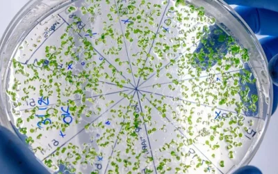 La Inteligencia Artificial Desbloquea Secretos de Superbacterias en 48 Horas, Resolviendo un Misterio de una Década